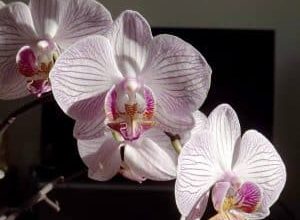 Photo of Phalaenopsis: [colture, irrigazione, associazioni, parassiti e malattie]