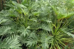 Photo of Philodendron Xanadu: [colture, irrigazione, associazioni, parassiti e malattie]