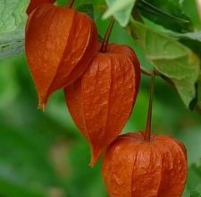 Photo of Physalis: [coltivazione, cura, parassiti e malattie]