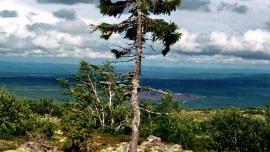 Photo of L’albero più antico del mondo: cos’è e quanti anni ha?