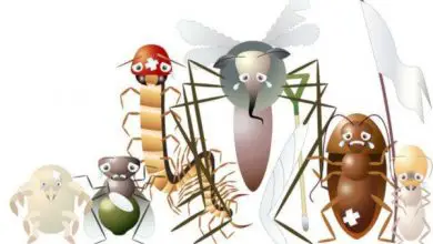 Photo of Suggerimenti per eliminare i parassiti in giardino: afidi, formiche e altro
