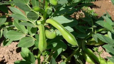 Photo of Come coltivare i fagioli in giardino: quando seminare e raccogliere?