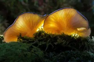Photo of Il fungo Pleurotus Ostreatus: [Semina, cura, irrigazione, substrato]