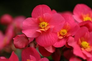 Photo of Prune Begonia: [Importanza, tempo, strumenti, considerazioni e passaggi]