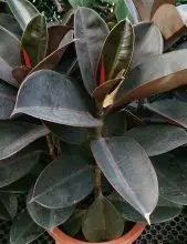 Photo of Prune Ficus Robusta: [Importanza, Tempo, Strumenti, Considerazioni e Passaggi]