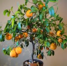 Photo of Potatura dell’arancio in vaso: [Importanza, tempo, strumenti, considerazioni e passaggi]