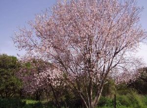 Photo of Podar almendros: [Importancia, Época, Consideraciones y Pasos]