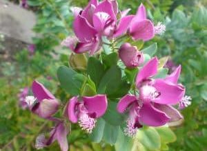 Photo of Polygala Myrtifolia: [Coltivazione, Irrigazione, Associazioni, Parassiti e Malattie]