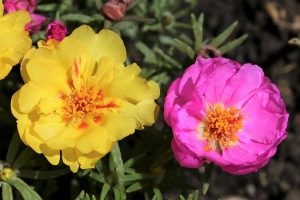 Photo of Portulaca: [Coltivazione, Irrigazione, Associazioni, Parassiti e Malattie]