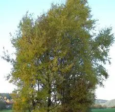 Photo of Populus Tremula: [Coltivazione, cura, parassiti e malattie]