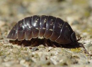 Photo of Chanchito de Tierra: [Caratteristiche, rilevamento, effetti e trattamento]