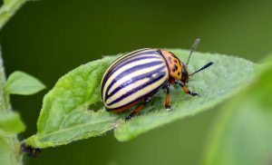 Photo of Scarabeo di patate: [Caratteristiche, rilevamento, effetti e trattamento]