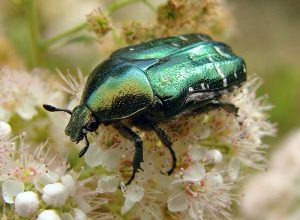 Photo of Punteruolo dell’aglio (Brachycerus algirus): [Caratteristiche, rilevamento, effetti e trattamento]