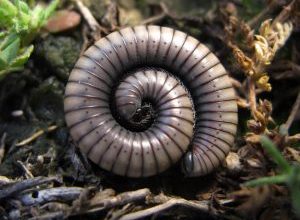 Photo of Wire Worm: [Caratteristiche, rilevamento, effetti e trattamento]