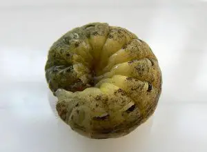 Photo of Cutworm: [Caratteristiche, rilevamento, effetti e trattamento]