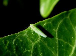 Photo of Zanzara verde: [Caratteristiche, rilevamento, effetti e trattamento]