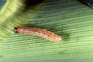 Photo of Mais Piral (Ostrinia nubilalis): [Caratteristiche, rilevamento, effetti e trattamento]