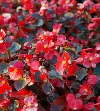 Photo of Begonia Elatior: [Caratteristiche, Coltivazione, Cura, Parassiti e Malattie]