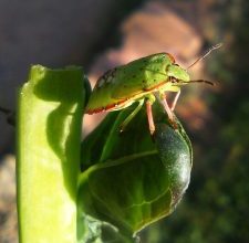 Photo of Baris de la Col (Baris spp): [Caratteristiche, rilevamento, effetti e trattamento]