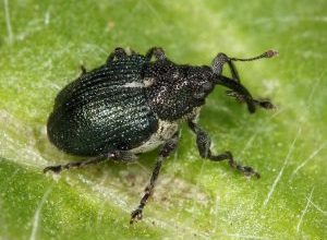 Photo of Falsa ernia del cavolo (Ceutorhynchus pleurostigma): [Caratteristiche, rilevamento, effetti e trattamento]