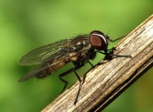 Photo of Mosca de la Cebolla (Chortophila antiqua): [Características, Detección, Efectos y Tratamiento]