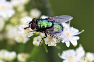 Photo of Mosca del cavolo (Phorbia brassicae): [Caratteristiche, rilevamento, effetti e trattamento]