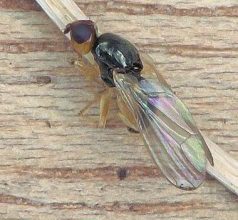 Photo of Mosca della carota (Psila rosae): [Caratteristiche, rilevamento, effetti e trattamento]