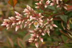 Photo of Nandina Doméstica: [Coltivazione, cura, parassiti e malattie]