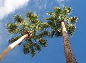 Photo of Palmera Washingtonia: [Cultivo, Cuidados, Plagas y Enfermedades]