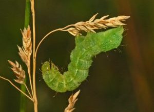 Photo of Plusia o verme verde: [Caratteristiche, rilevamento, effetti e trattamento]