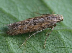 Photo of Falena della patata (Phthorimaea operculella): [Caratteristiche, rilevamento, effetti e trattamento]