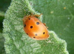 Photo of Melonares Vacanita (Epilachna chrysomelina): [Caratteristiche, rilevamento, effetti e trattamento]