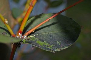 Photo of Grassetto: [Caratteristiche, rilevamento, effetti e trattamento]