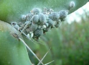 Photo of Cottony Mealybug: [Rilevamento, passaggi da seguire e prodotti da utilizzare]