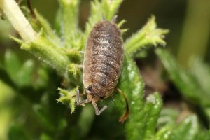 Photo of Cocciniglie dell’umidità (Porcellio scaber): [Caratteristiche, rilevamento, effetti e trattamento]