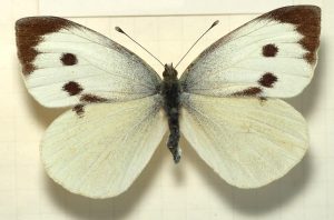 Photo of Bruchi di cavolo (Pieris brassicae e Pieris rapae): [Caratteristiche, rilevamento, effetti e trattamento]