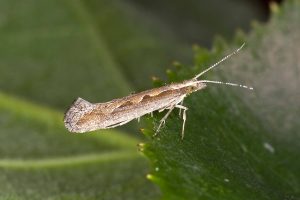 Photo of Falene crocifere (Plutella xylostella): [Caratteristiche, rilevamento, effetti e trattamento]