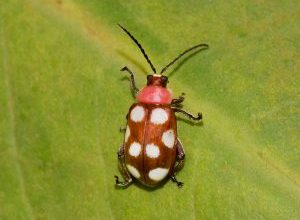 Photo of Pulce crocifere (Phyllotreta spp e altri): [Caratteristiche, rilevamento, effetti e trattamento]