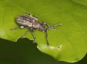 Photo of Weevils: [Caratteristiche, rilevamento, effetti e trattamento]