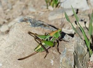 Photo of Grilli in giardino: [Caratteristiche, rilevamento, effetti e trattamento]