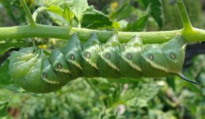 Photo of Bruco di pomodoro: [come identificarlo e combatterlo]