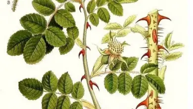 Photo of Rosa canina per rigenerare pelle e capelli, migliorare la circolazione sanguigna e combattere le infezioni