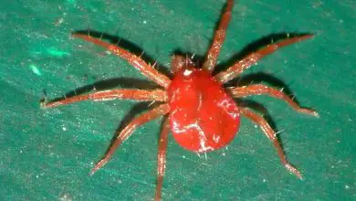 Photo of Il ragno rosso: che cos’è? Come lo identifichiamo? Come possiamo combatterlo?