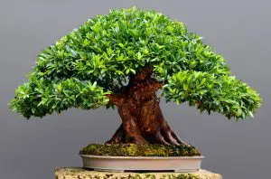 Photo of Irrigazione del Bonsai Ficus: [Necessità, Frequenza e Procedura]