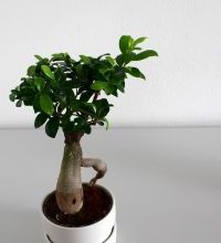 Photo of Irrigazione di ficus in vaso: [necessità, frequenza e procedura]