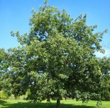 Photo of Quercia americana: [coltivazione, cura, parassiti e malattie]