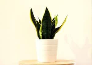 Photo of Sansevieria: [Semina, irrigazione, cura, trapianto e altro]