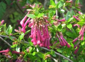 Photo of Abelia Floribunda: [Coltivazione, substrato, cura, irrigazione e caratteristiche]