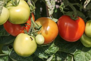 Photo of Irrigazione del pomodoro: [Necessità, Frequenza e Procedura]