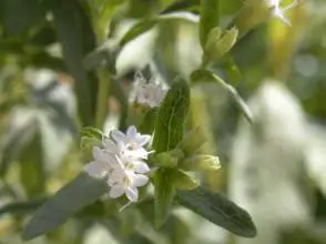 Photo of Stevia rebaudiana: [Colture, Associazioni, Parassiti e Malattie]
